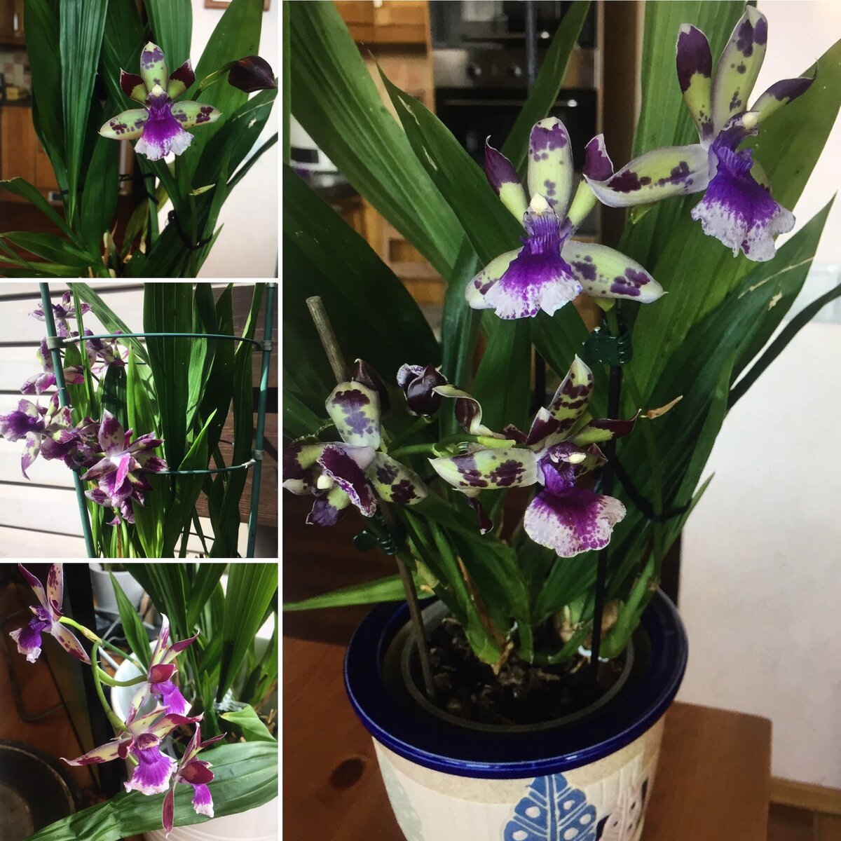 Мой красавец дома и на даче