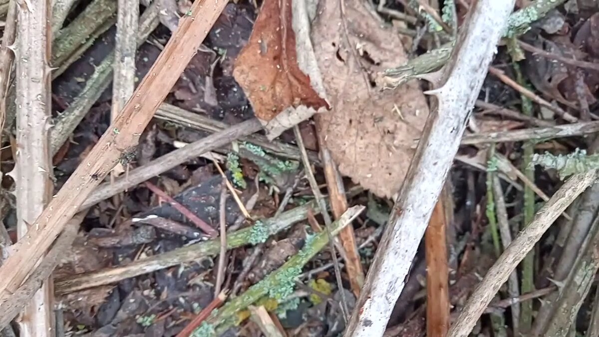 Это ещё не самые страшные шипы дикой ежевики