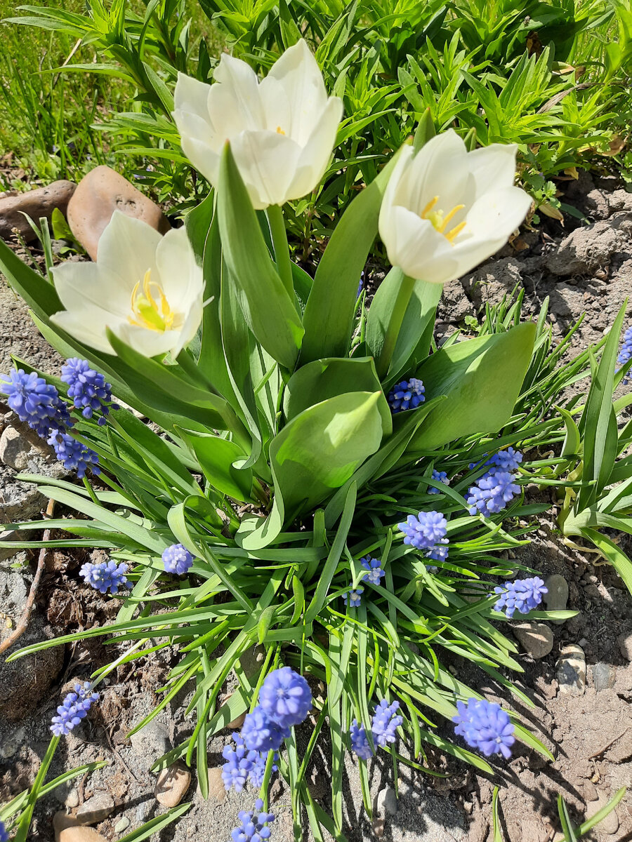 тюльпаны и мускари