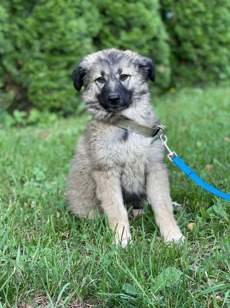 Породистые собаки в дар. Часть 7 | Ирина Дорн 🐶🐱 | Дзен