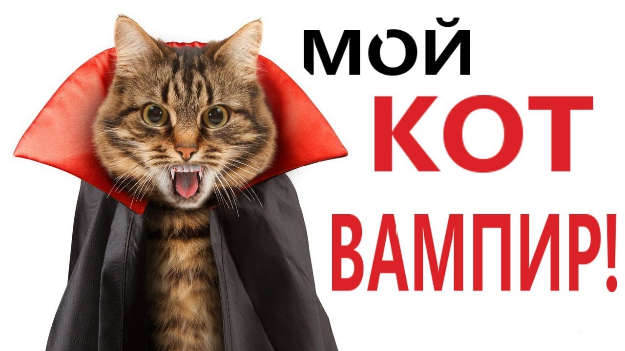 Лютые приколы. МОЙ КОТ ПРЕВРАТИЛСЯ В ВАМПИРА! СМЕШНЫЕ ЖИВОТНЫЕ! - Domi Show