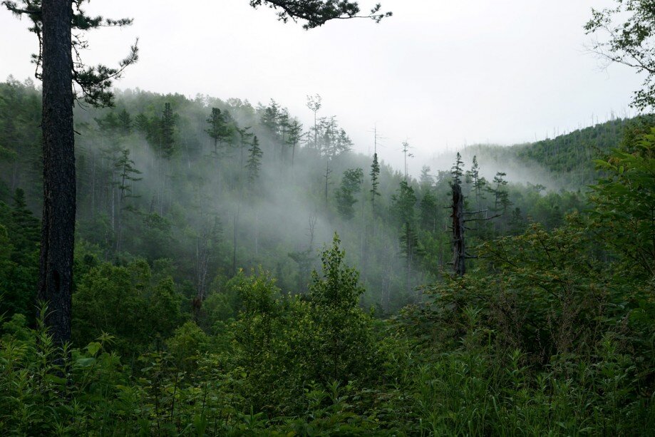 сибирская тайга