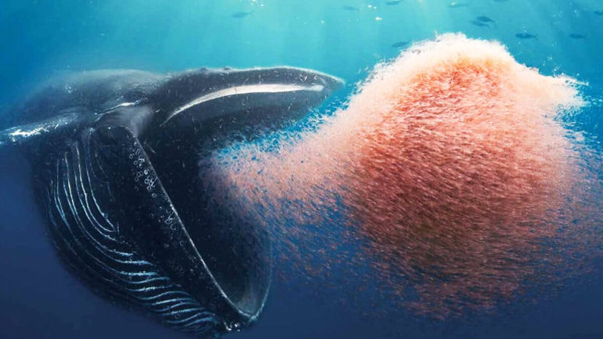 Синий кит питается планктоном
