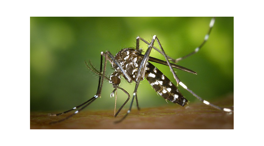 Фото: mosquitomagnet.spb.ru