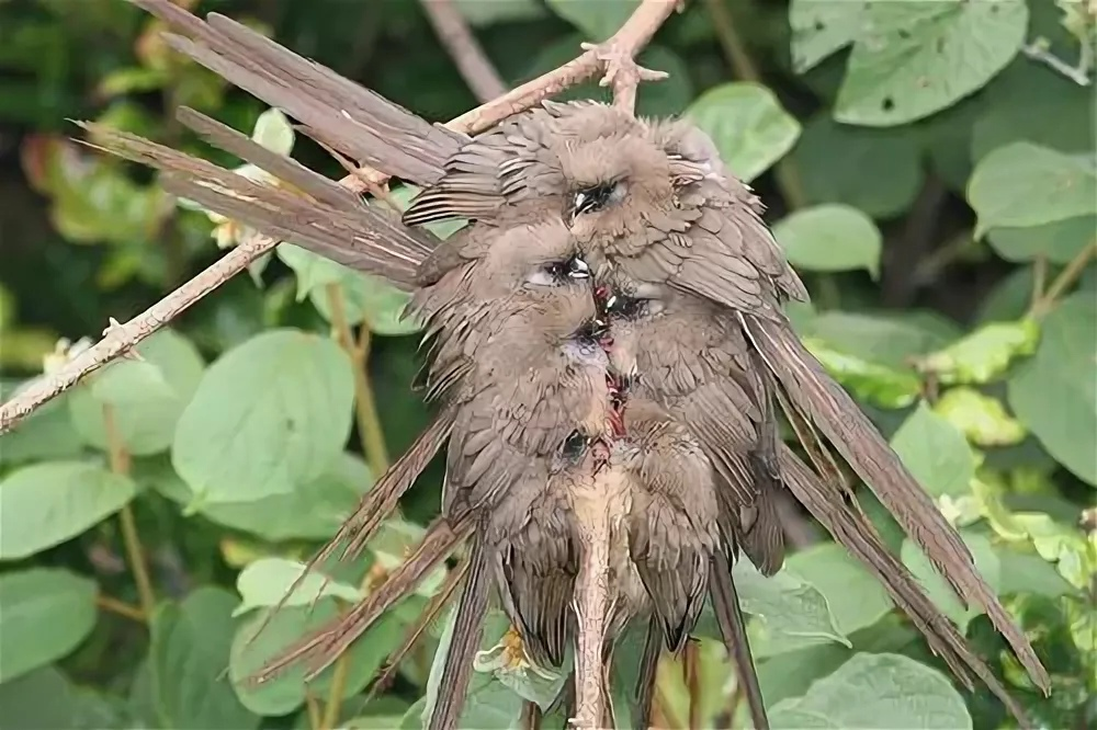 Пожалуй, самое милое скопление мышей, которое вы когда-либо видели. 