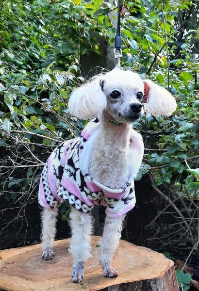 Фото: приют "Полянка"