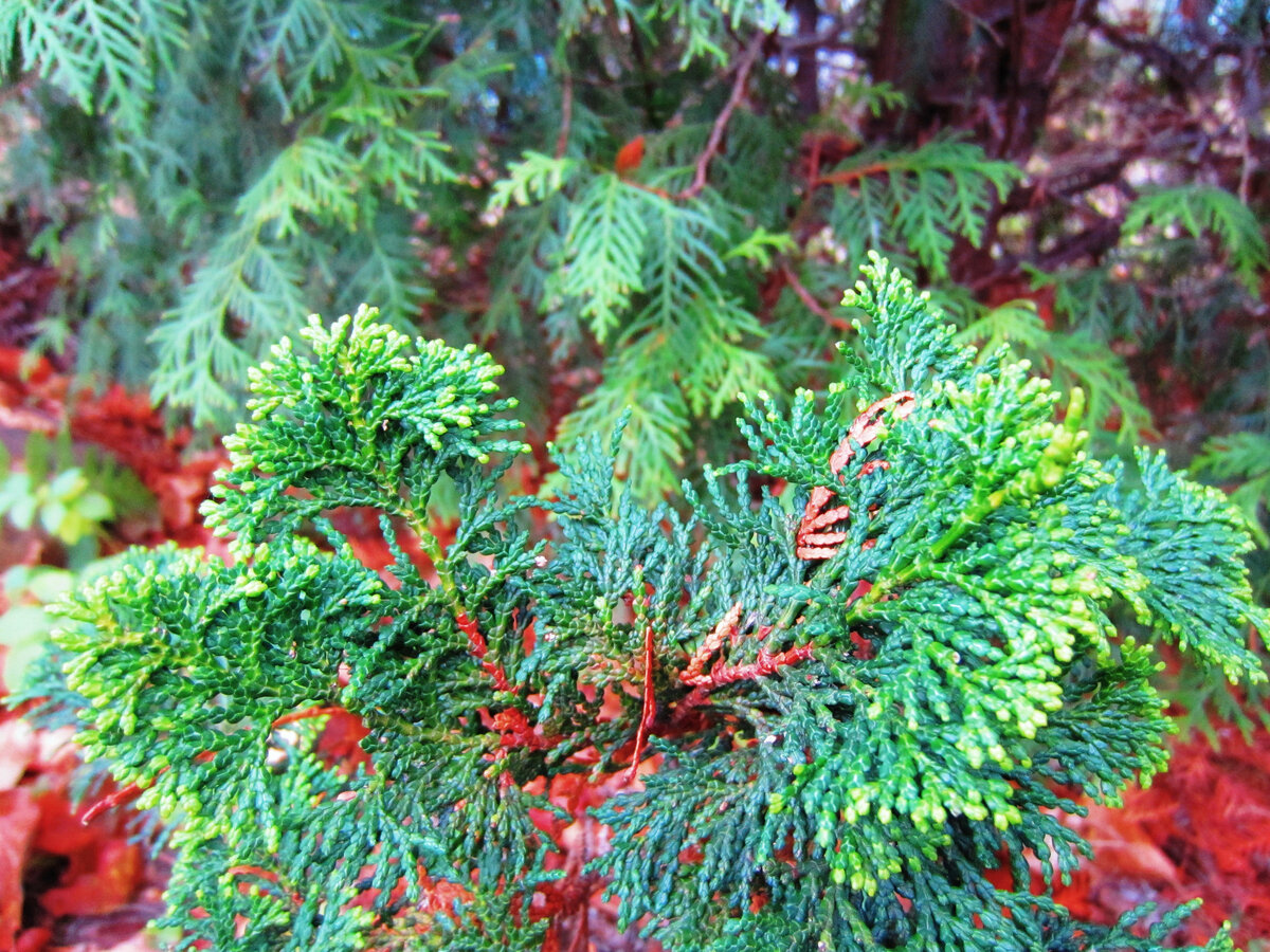 Тот самый кипарисовик, осень 2011 года. Более-менее прилично выглядящая веточка