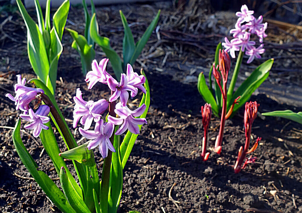  Очаровательный гиацинт в открытом грунте