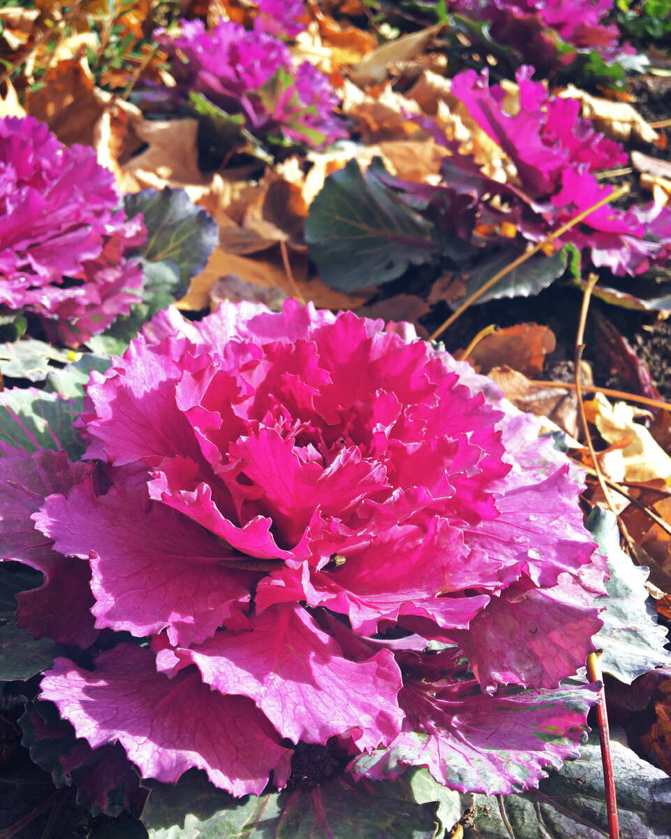 г.Новороссийск. Декабрь 2021г.