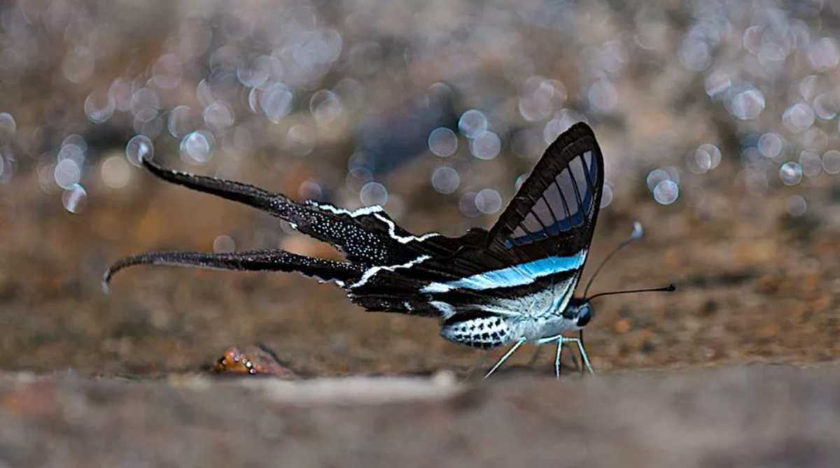 Всё правильно: красивый вид для красивого вида. 