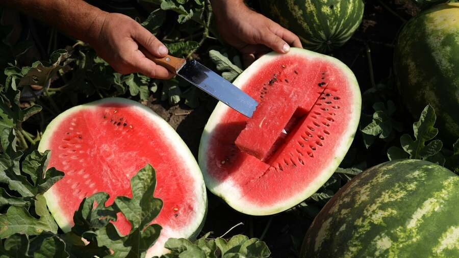 Фото: РИА Новости/Виталий Тимкив