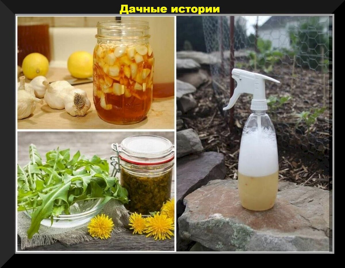 Народный метод тля. Народные средства от тли. Настои от вредителей. Народные средства от вредителей. Чесночный настой от вредителей.