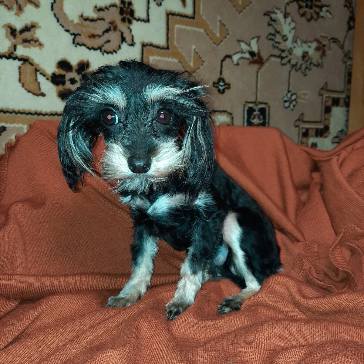 Мини-девочка орхидейка