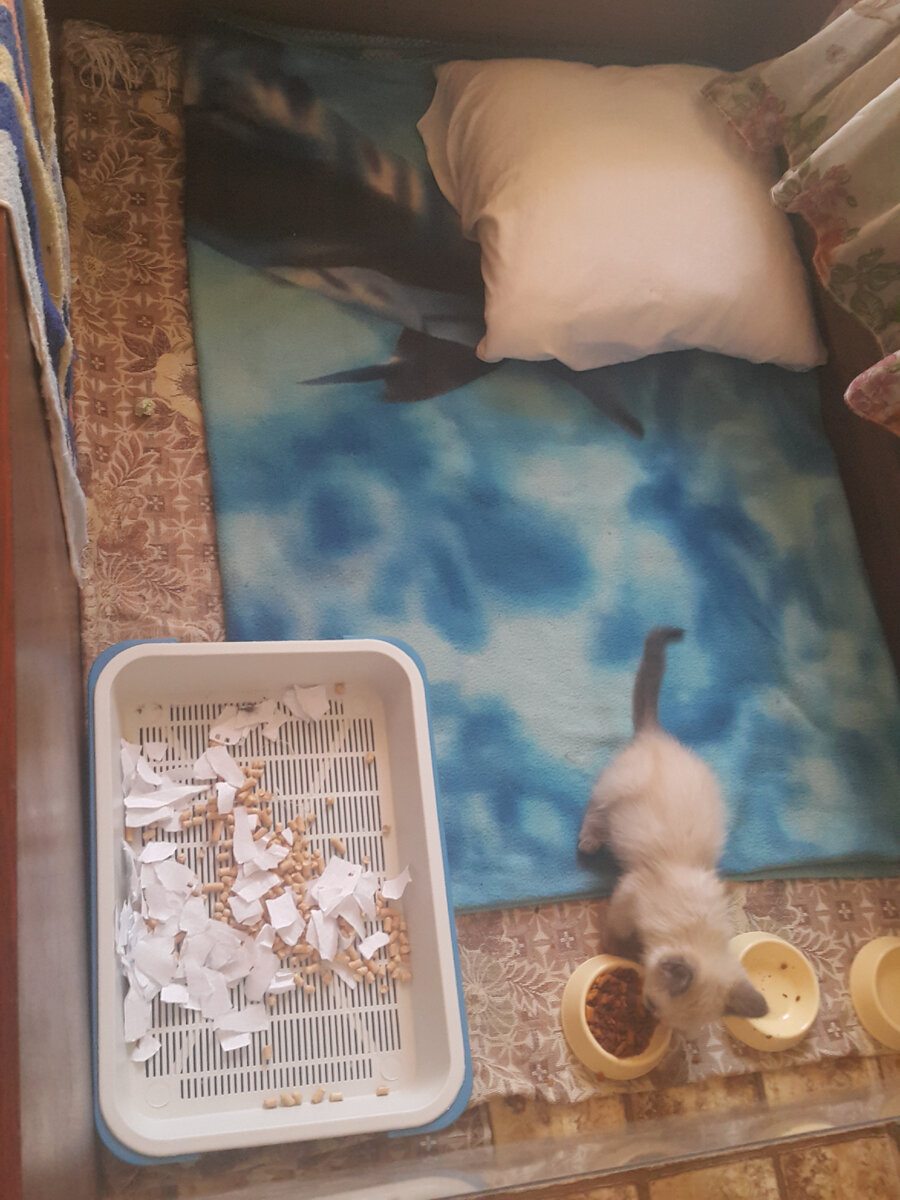 Фото из личного архива. Здесь уже куплены миски по размеру и кот избавлен от блох