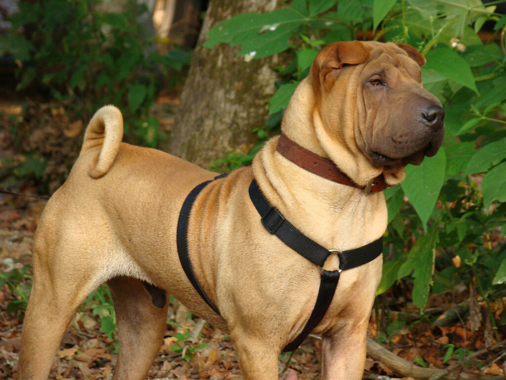 Это Американский Шарпей(красавец)