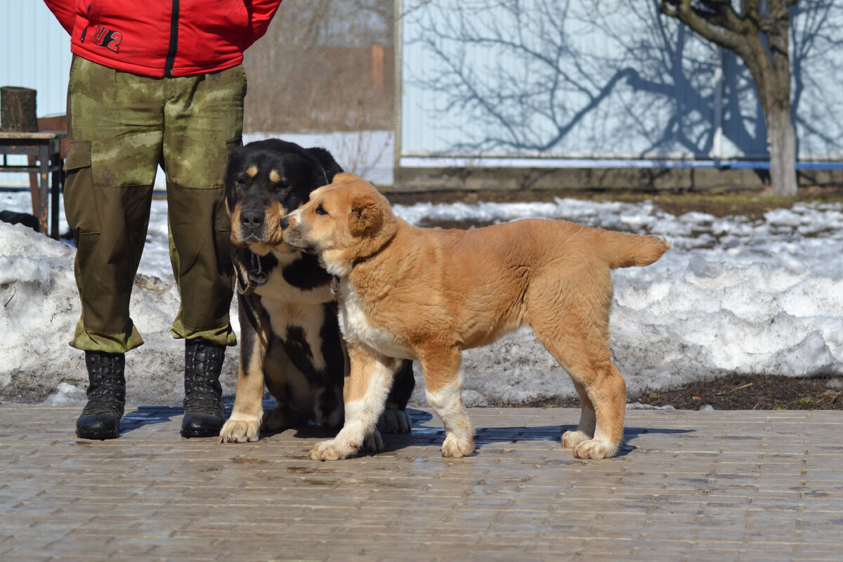 Роза и Харон