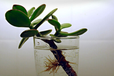 Отросток денежного дерева 