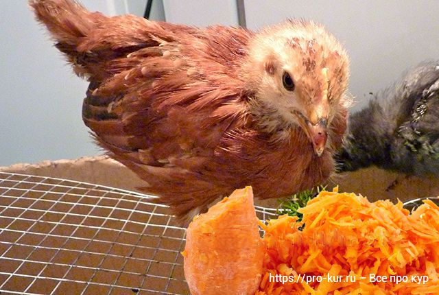 Морковь цыплятам
