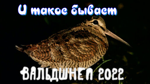 Охота на вальдшнепа весной: Открытие весенней охоты на вальдшнепа