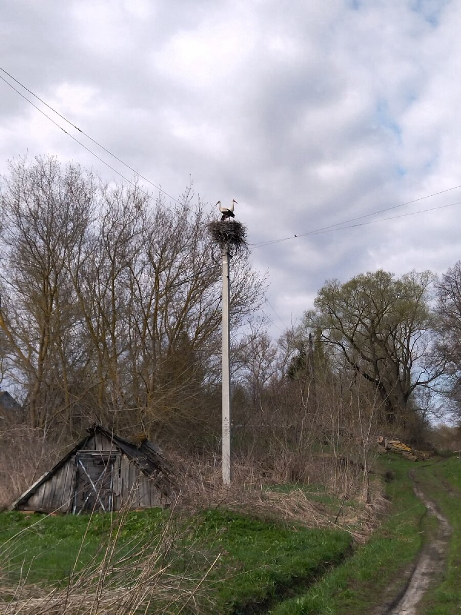 У КОРЧАКОВА ЛЕСА! - Орёл, Сеножатное, Городище, Селихово, Орёл | Орловская  Походная Группировка | Дзен