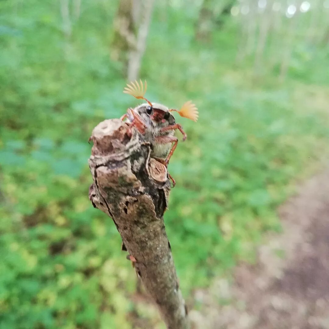 #майский жук #жуки #флора и фауна #насекомые #энтомология #жук 