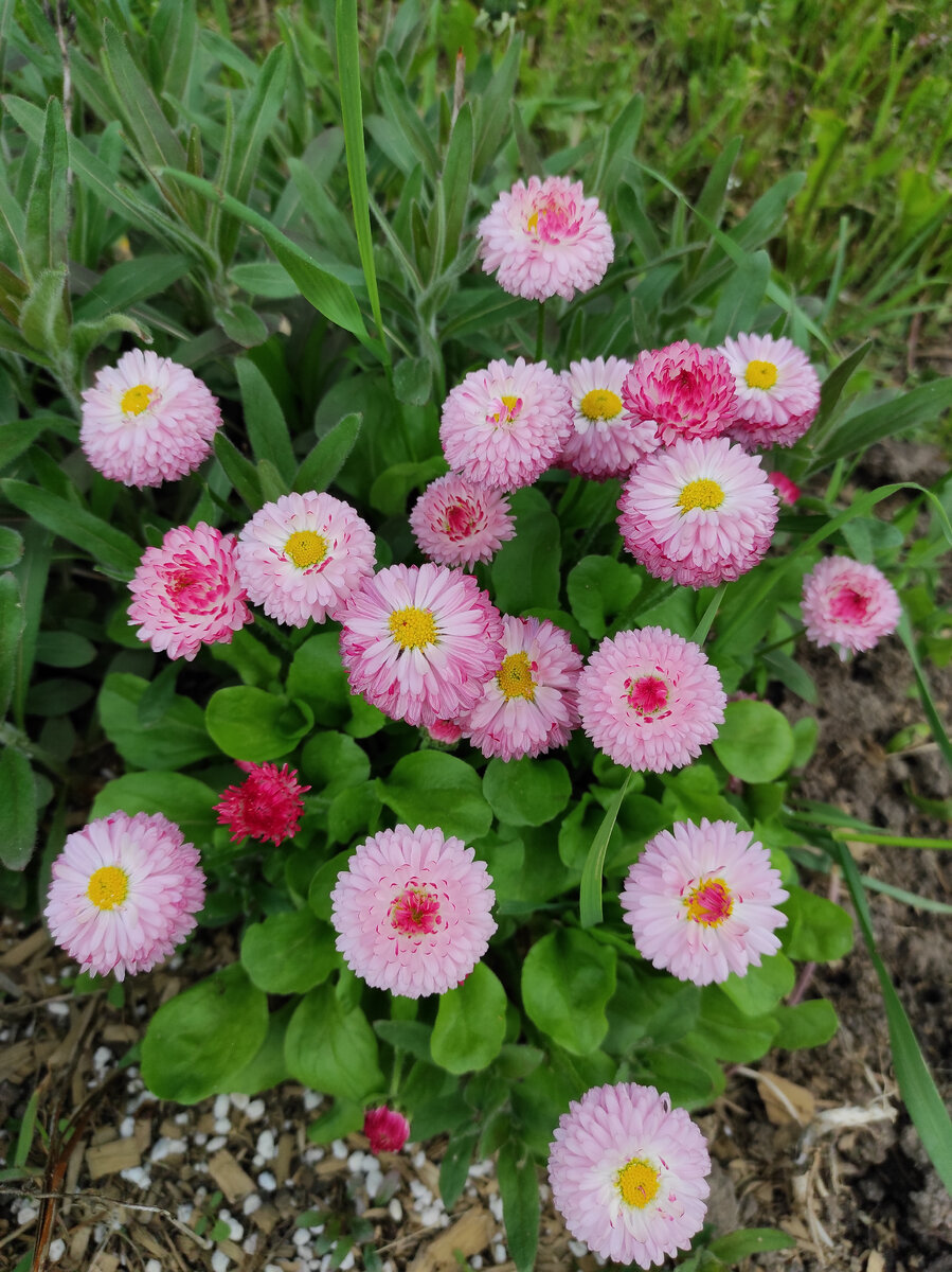 Маргаритки