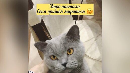 Ну вот, сегодня вернулся мой котик 🤗