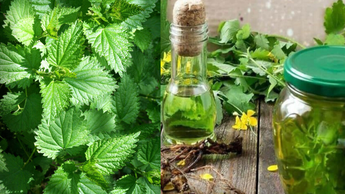 Чистотел и крапива