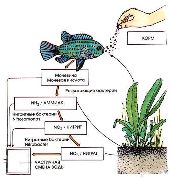 Азотный цикл