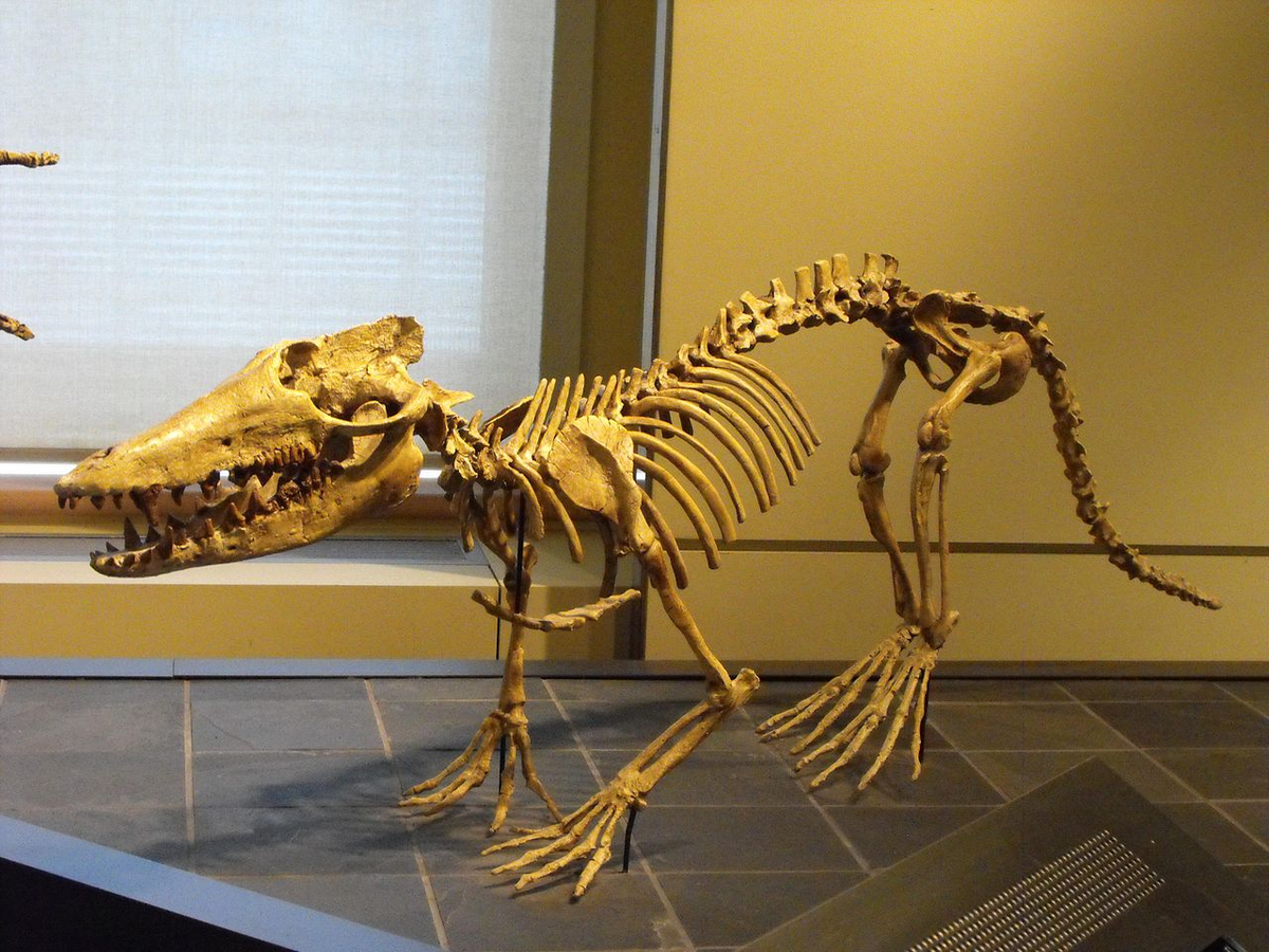 Скелет Pakicetus attocki. Фото экспозиции Canadian Museum of Nature