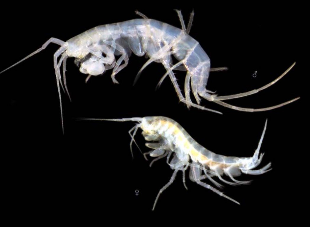 Амфиподы Niphargus utrishensis