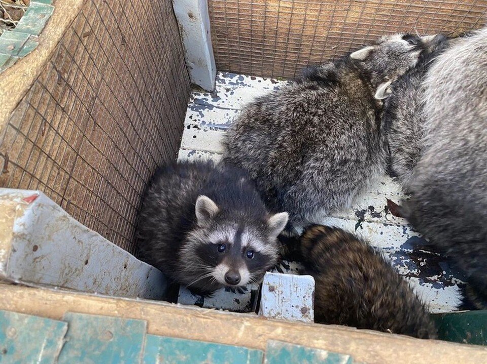     За месяц еноты заметно поправились Александра Тимощенко