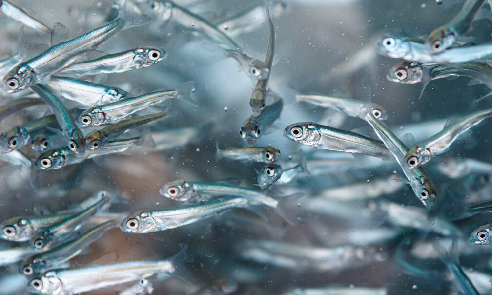    Новости ЯНАО: президент пообещал поддержать восстановление сиговых на Ямале, объявлена регистрация в «Топ-89», в Госдуме высоко оценили туристические новинки региона