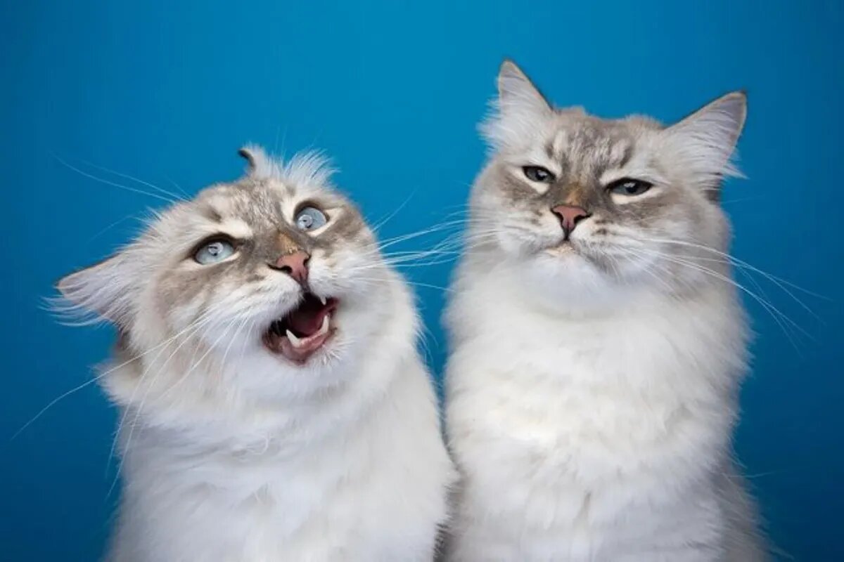 - Стеепь, да стеепь круугом! Пууть далеек лежиит....  - Эмм, я не с ним. Фото: cdninstagram.com