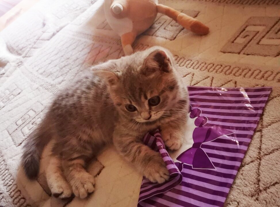 Довольная. Ещё и серёжки новые хотела отжать))) Надо срочно украшение приобрести моей красавице)) 