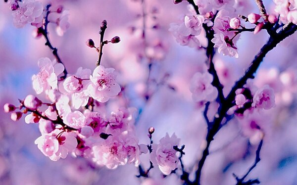 Мимолетное цветение сакуры