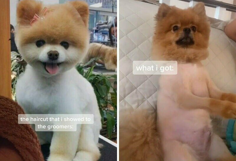    15 уморительных животных, которые только что посетили парикмахера