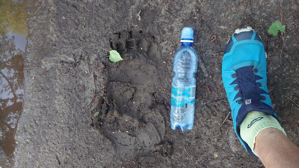    А вот такой след хищника сняли в экопарке два года назад. Фото: Дмитрий РЕЗВОВ.