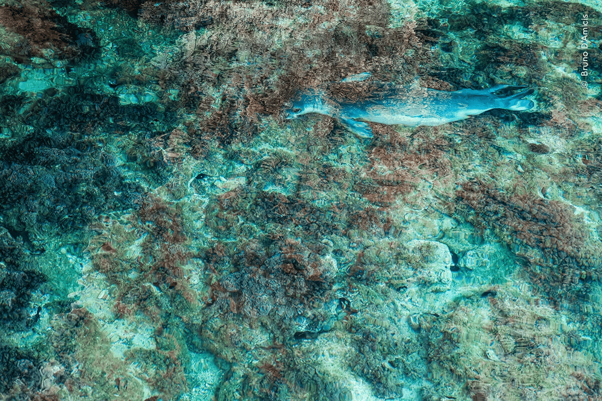    Средиземноморский тюлень в водах у побережья Греции / © Bruno D’Amicis