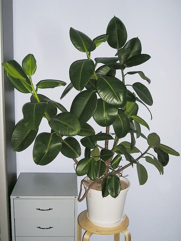 Фикус каучуконосный, или упругий (Ficus elastica) 