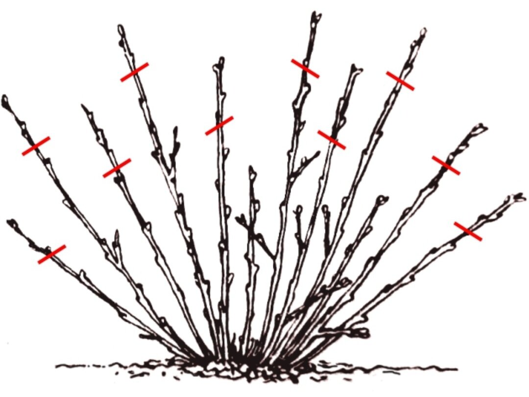 Обрезка крыжовника весной как правильно. Схема обрезки крыжовника. Обрезка крыжовника штамбовый.