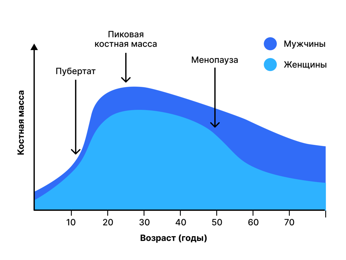 Для тех, кто любит наглядное: иллюстрация того, как меняется запас прочности костной ткани в течение жизни.