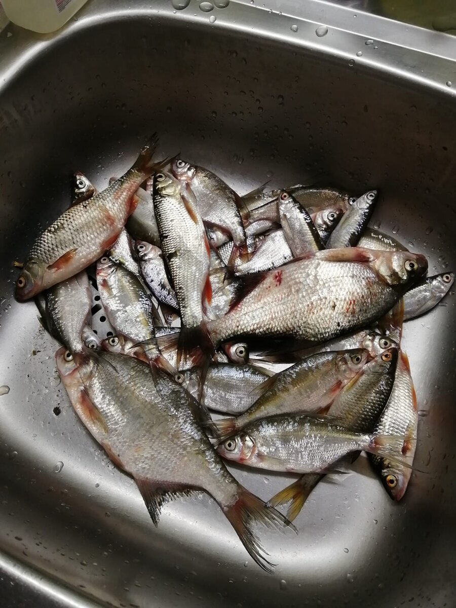 Улов 28 штук