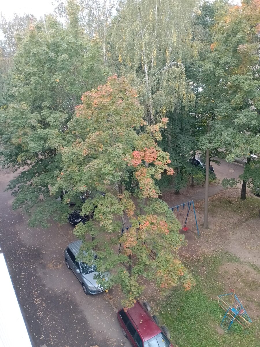 Фото автора канала. Люблю клены осенью