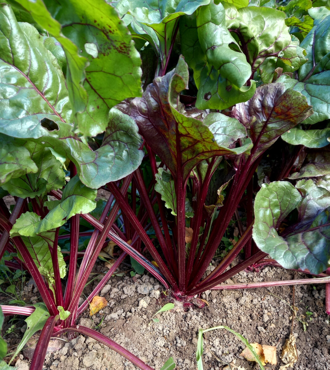 Видны корешки...