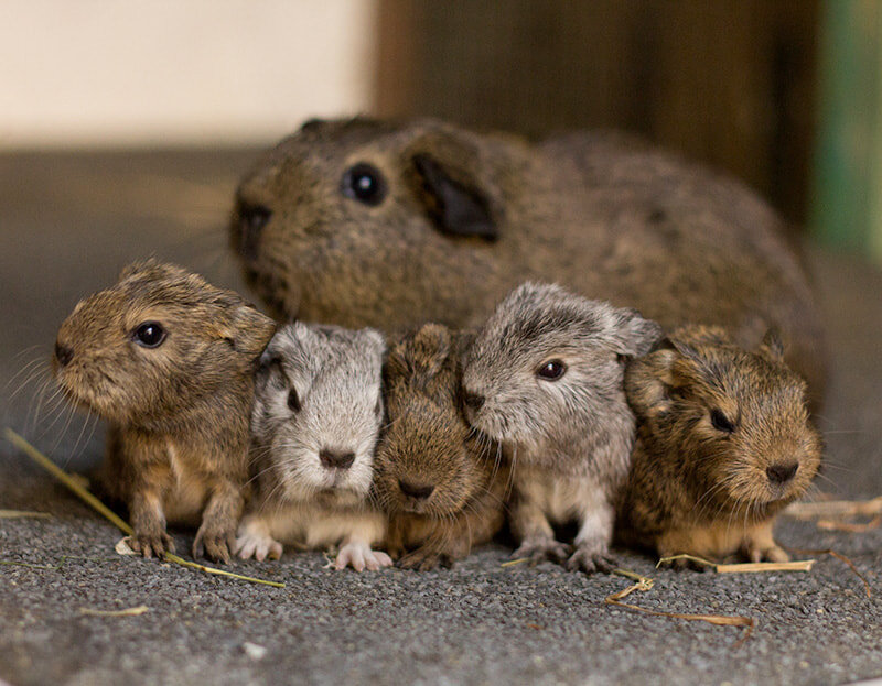 Морские свинки Агути / Источник: www.freepik.com