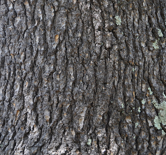 Кора Атласского кедра