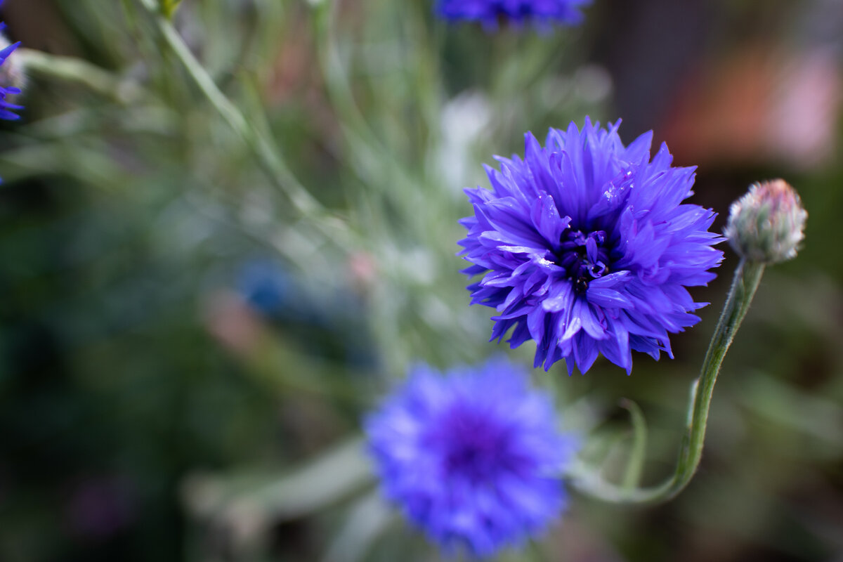 Василёк - красивый и очень полезный цветок