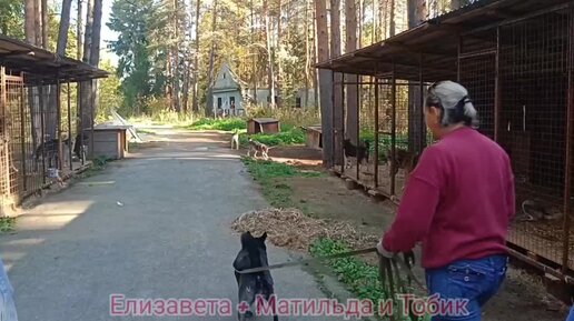 Покажем, как выпускаем собак на прогулку. Ура, волонтёры приехали, громко лаяли собаки