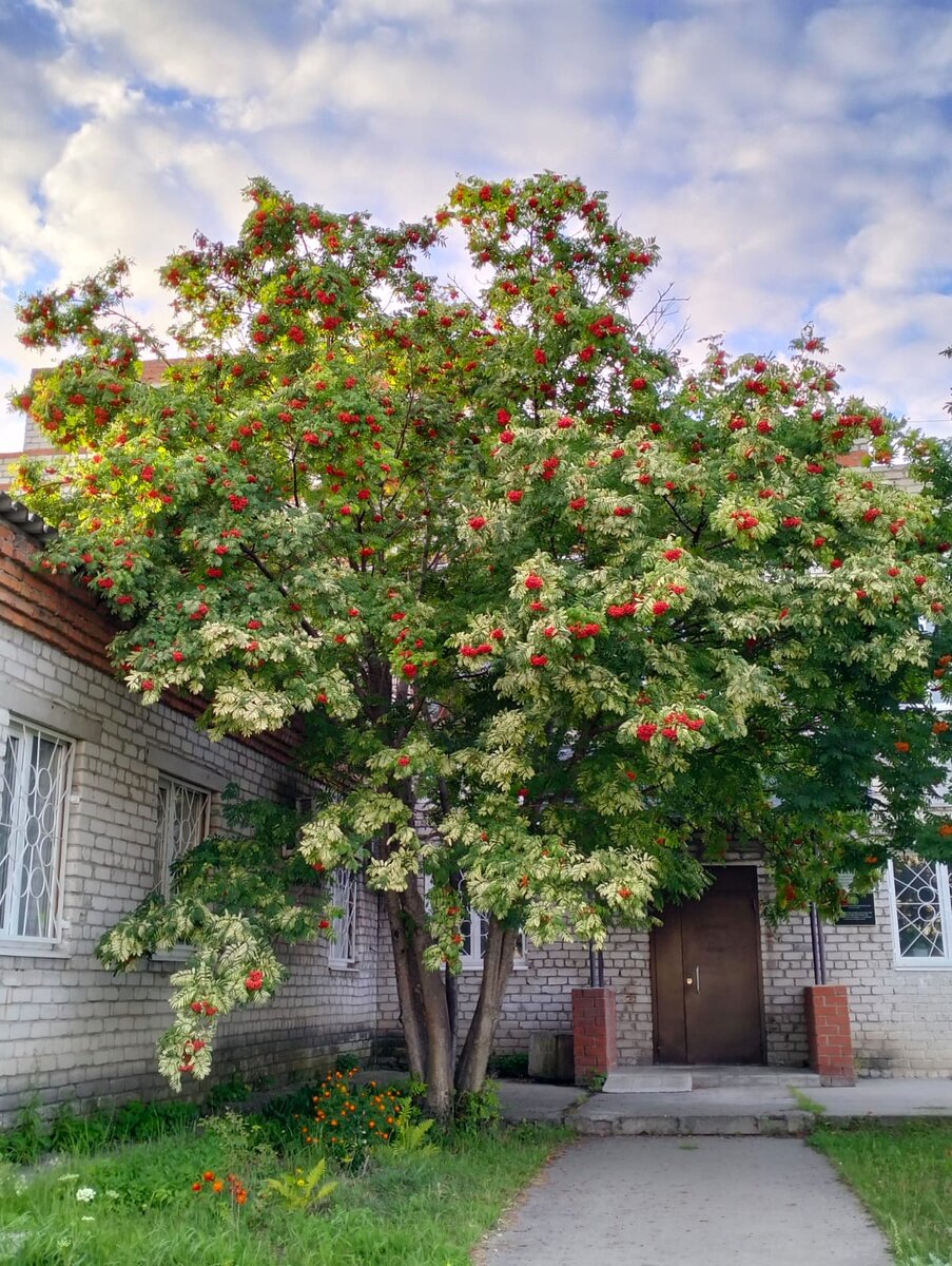 Личное фото. Рябина красная